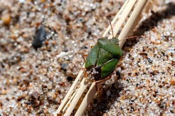 Green Halyomorpha halys sitting on a straw