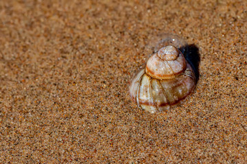 Spiral Shell in the sand