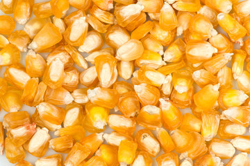 corn seeds close-up. sweet corn grains