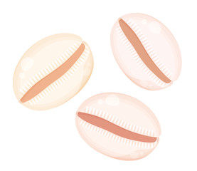 タカラガイ_貝殻_イラスト