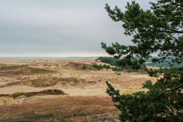 Pine branches against the background of the sandy sea shore in cloudy weather