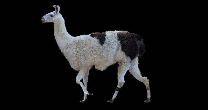 White llama walking realistic animation. Isolated animal video including alpha channel allows to add background in post-production. Element for visual effects.