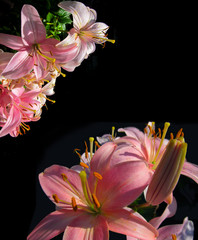Pink lily blooms isolated on black background. Beautiful flowers of Tiger lily and is lit by natural sunlight.