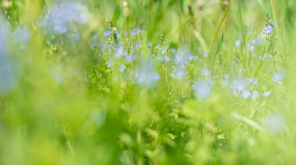 Blurred background of green grass and blue forget-me-not