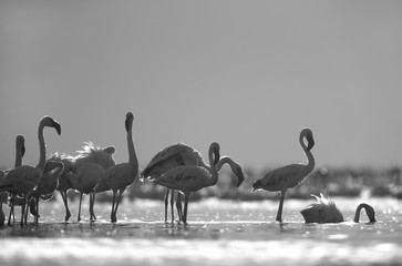 Flocks of Lesser Flamingos at Lake Bogoria, Kenya