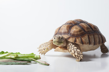 Naklejka premium African species of spurred tortoise (Centrochelys sulcata) isolate on white background 
