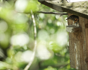 Two chicks of an common starling peep out of the birdhouse, shout and demand food, on a spring sunny day.