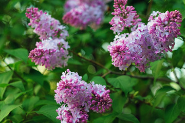 Branches of blooming lilac. Spring flowers. Shooting close-up