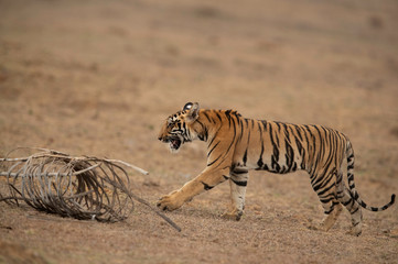 Fototapeta premium Tiger walking near a dmaged bamboo fence at Tadoba Andhari Tiger Reserve, India