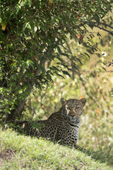 A portrait of a Leopard sitting in the shade of  bushes, Masai Mara.