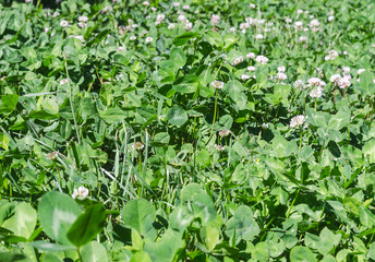 green clover leaves and flowers