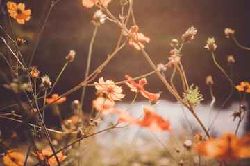 秋の夕日に照らされるコスモス