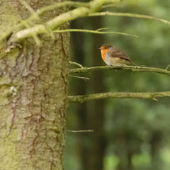 European robin (Erithacus rubecula)  sitting on a branch, Peak District National Park