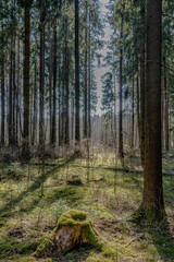 autumn forest in the morning