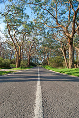 Countryside road with eucalyptus trees on sides