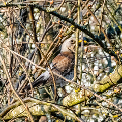 bird in a cage of branches