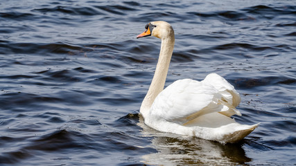 Obraz premium white swan on the water