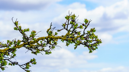 Fototapeta premium branch with green leaves against blue sky