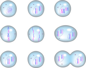 Cell cycle and stages in division and mitosis of eukaryotic cell, 3D illustration