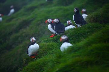 Atlantic Puffins  on sea cliff. Fratercula arctica. Puffins on the rock in Iceland. Common Puffin. Faroe Island. Seabird in the auk family. Bird portrait on top of the cliffs the westfjords of Iceland