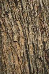 Close up the texture of the tree Beautiful hardwood bark In the rainforest of Thailand there is a...