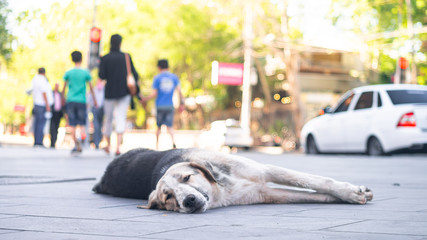 homeless dog laying on the Yerevan street