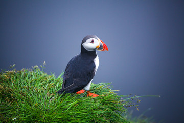 Fototapeta premium Atlantic Puffins on sea cliff. Fratercula arctica. Puffins on the rock in Iceland. Common Puffin. Faroe Island. Seabird in the auk family. Bird portrait on top of the cliffs the westfjords of Iceland