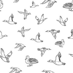Mallard duck vector sketch