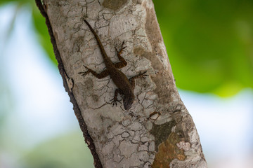 Bark anole lizard crawling down a tree