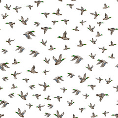 Mallard duck vector sketch