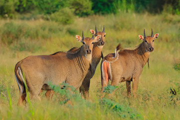 Selective focus photo of a group of Blue bulls also called Nilgai the largest antelope found in Indian subcontinent standing and wagging their tail at Rajasthan India