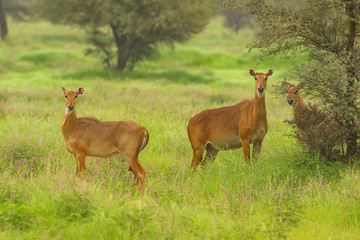 Selective focus photo of a group of Blue bulls also called Nilgai the largest antelope found in Indian subcontinent  at Rajasthan India
