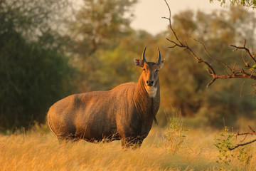 an adult Blue bull largest antelope in India  also called Nilgai standing in the grassland in forest of Rajasthan India  - obrazy, fototapety, plakaty