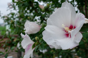 Fototapeta na wymiar 白いハイビスカスの花