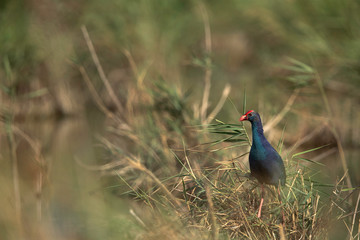 Grey-headed Swamphen in its habitat at Asker Marsh, Bahrain