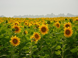 Blooming sunflowers on the field in the sunlight	
