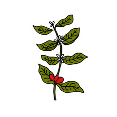 coffee plant doodle icon