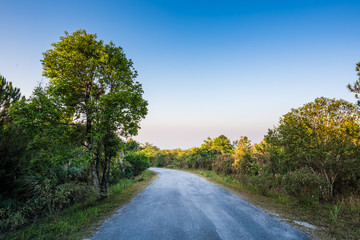 Single lens road in to the forest