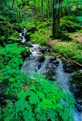 Torrent d'eau au printemps dans les montagnes vosgiennes en France