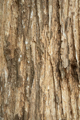 Close up the texture of the tree Beautiful hardwood bark In the rainforest of Thailand there is a vignette background concept.