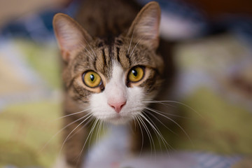Close-up portrait of domestic cat at home, indoor. Homeless cat. Animal shelter.
