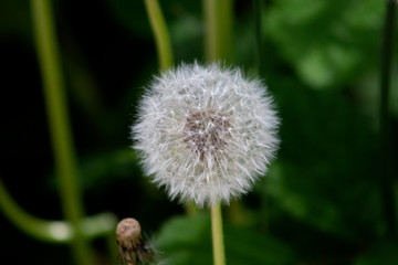 dandelion