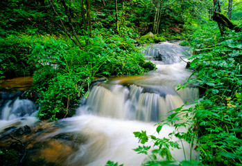 Obraz premium Torrent d'eau au printemps dans les montagnes vosgiennes en France