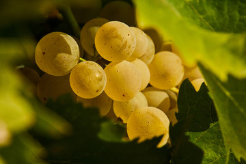 
bunches of Malvasia grapes