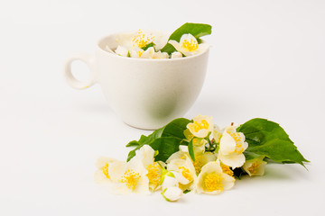 Jasmine flowers whith cup of tea on white background. Space for text