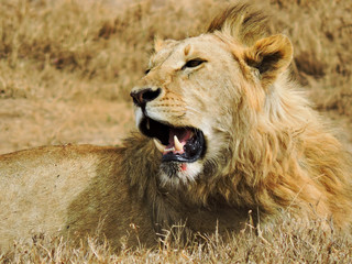 Majestuoso león descansando