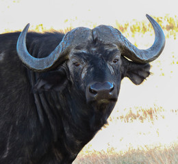 Gran búfalo mirando fijamente