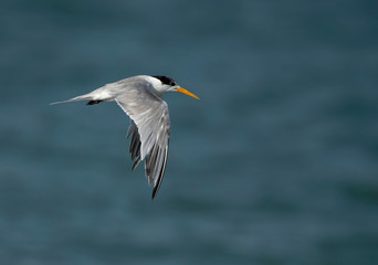Fototapeta na wymiar Lesser Crested Tern in flight at Busaiteen coast, Bahrain