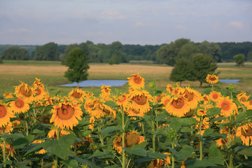 Blooming sunflowers on the field in the sunlight	
