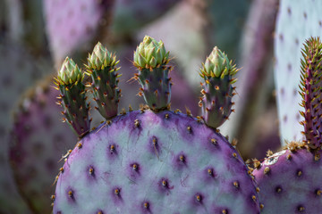 Violet prickly pear cactus padd with four flower buds